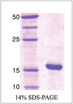 PIN1 human recombinant, expressed in E. coli, &#8805;95% (SDS-PAGE)