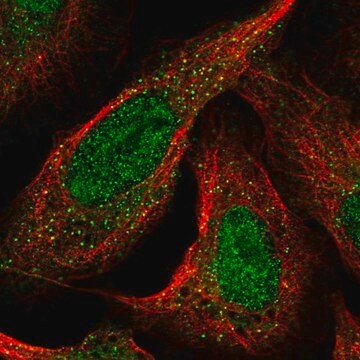 Anti-CDKL1 antibody produced in rabbit Prestige Antibodies&#174; Powered by Atlas Antibodies, affinity isolated antibody