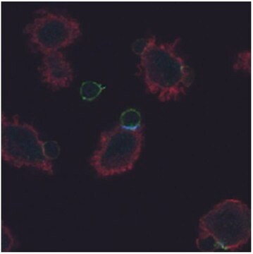 Monoclonal Anti-CD3 zeta (PhosphoTyr72) antibody produced in mouse clone EM-26