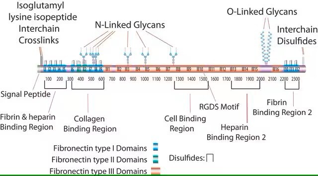 ヒト血漿フィブロネクチン精製タンパク質 from human plasma, liquid, 1 mg/mL (100 MG pack size is lyophilized), purified protein, suitable for cell culture