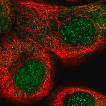 Anti-NSUN5 antibody produced in rabbit Prestige Antibodies&#174; Powered by Atlas Antibodies, affinity isolated antibody