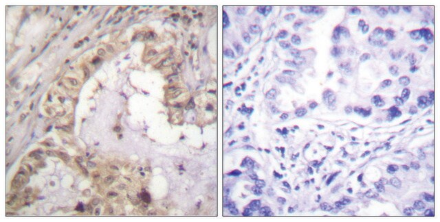 抗 BCL-XL 兔抗 affinity isolated antibody