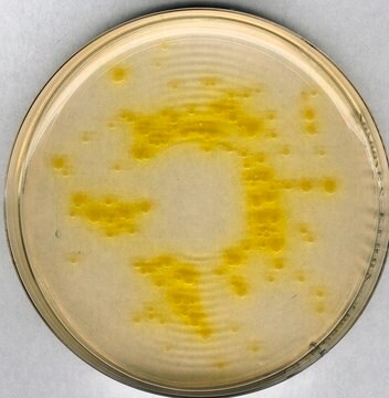 Agar z cetrymidem Pseudomonas selective agar base for microbiology (According harm. EP/USP/JP)