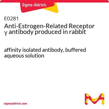 Anti-Estrogen-Related Receptor &#947; antibody produced in rabbit affinity isolated antibody, buffered aqueous solution