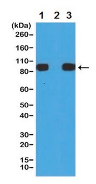 Anticorpo anti-tag His, clone RM146 clone RM146, from rabbit