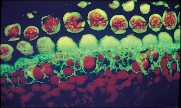 抗マウスIgG（全分子）-ビオチン ヤギ宿主抗体 affinity isolated antibody, buffered aqueous solution