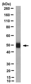 Anti-Zika Virus Antibody, clone ZV-54 from mouse