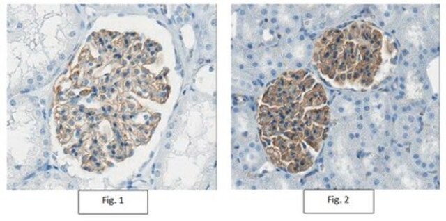 Anti-ZO-1 Antibody, clone 5G6.1 clone 5G6.1, from mouse