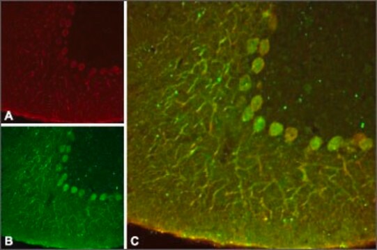 Anti-Potassium Channel K2P4.1 (TRAAK) ウサギ宿主抗体 affinity isolated antibody, lyophilized powder