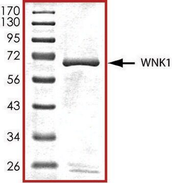 WNK1 (181-507), active, GST tagged human PRECISIO&#174; Kinase, recombinant, expressed in baculovirus infected Sf9 cells, &#8805;70% (SDS-PAGE), buffered aqueous glycerol solution