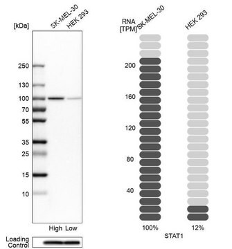 抗STAT1抗体 ウサギ宿主抗体 Ab2, Prestige Antibodies&#174; Powered by Atlas Antibodies, affinity isolated antibody, buffered aqueous glycerol solution