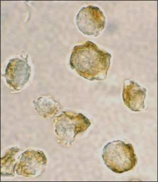 Anti-Nudel antibody produced in rabbit affinity isolated antibody, buffered aqueous solution