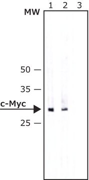 Anti-c-Myc&#8722;Alkaline Phosphatase antibody, Mouse monoclonal clone 9E10, purified from hybridoma cell culture