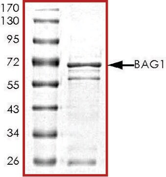 BAG1 (72-end), GST tagged human recombinant, expressed in E. coli, &#8805;70% (SDS-PAGE), buffered aqueous glycerol solution