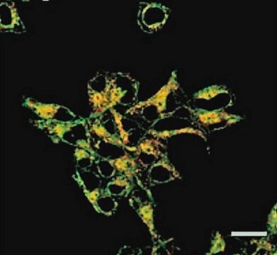 BioTracker 575 Red Fe2+色素 Live cell imaging dye for iron (Fe2+) that localizes in golgi organelles.