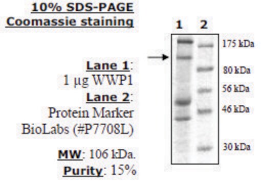 WWP1 Active human recombinant, expressed in baculovirus infected insect cells, &#8805;15% (SDS-PAGE)