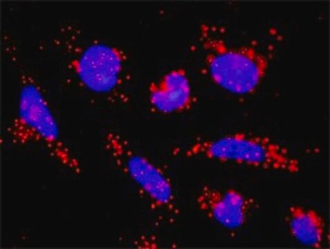 Monoclonal Anti-ACVR1B antibody produced in mouse clone 1C1, purified immunoglobulin, buffered aqueous solution