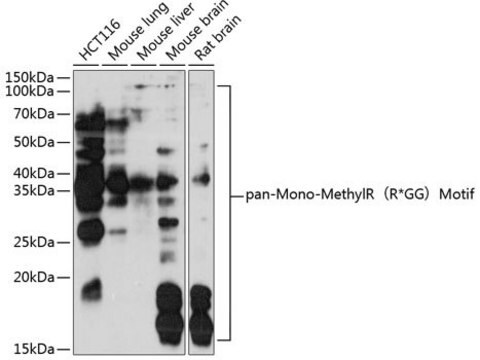 Anti-pan-Mono-MethylR(R*GG)Motif antibody produced in rabbit