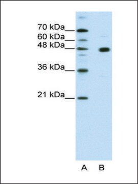 Anti-PRDM12 antibody produced in rabbit IgG fraction of antiserum