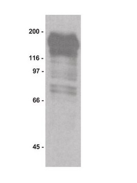 Anti-Phosphotyrosine Antibody, recombinant clone 4G10&#174;, biotin conjugate clone 4G10®, Upstate&#174;, from mouse