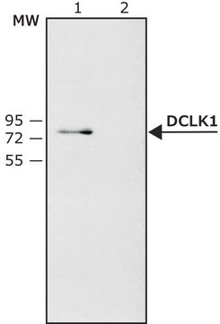 Anti-DCLK1 antibody produced in rabbit ~1.5&#160;mg/mL, affinity isolated antibody