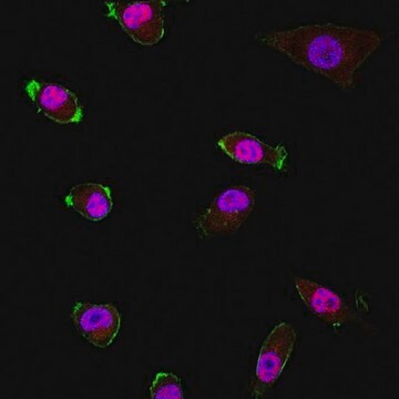 Anti-CDC45 from rabbit, purified by affinity chromatography