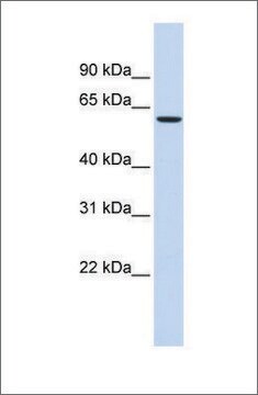 抗STXBP1抗体 ウサギ宿主抗体 affinity isolated antibody