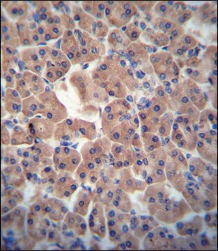 ANTI-ATPBD3 (CENTER) antibody produced in rabbit IgG fraction of antiserum, buffered aqueous solution