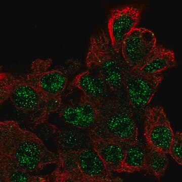 Anti-EPOP antibody produced in rabbit Prestige Antibodies&#174; Powered by Atlas Antibodies, affinity isolated antibody