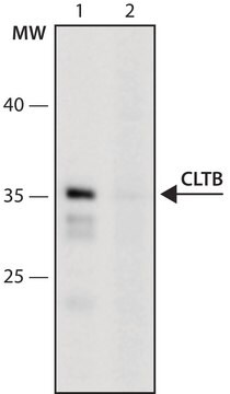 Anti-CLTB (146-160) antibody produced in rabbit IgG fraction of antiserum