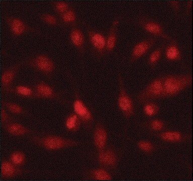 抗-Twist1 兔抗 ~1&#160;mg/mL, affinity isolated antibody, buffered aqueous solution