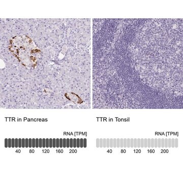 モノクロナール抗TTR マウス宿主抗体 Prestige Antibodies&#174; Powered by Atlas Antibodies, clone CL0290, purified immunoglobulin, buffered aqueous glycerol solution