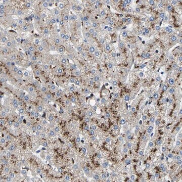 Anti-DPP7 antibody produced in rabbit Prestige Antibodies&#174; Powered by Atlas Antibodies, affinity isolated antibody, buffered aqueous glycerol solution