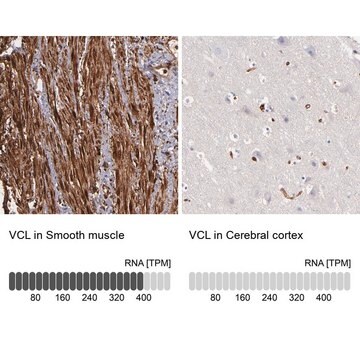 抗VCL抗体 ウサギ宿主抗体 Prestige Antibodies&#174; Powered by Atlas Antibodies, affinity isolated antibody, buffered aqueous glycerol solution