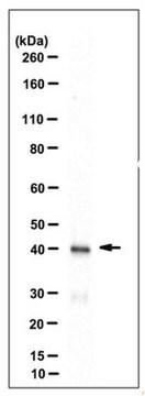 Anti-Thorase Antibody, clone 9G7.1 clone 9G7.1, from mouse