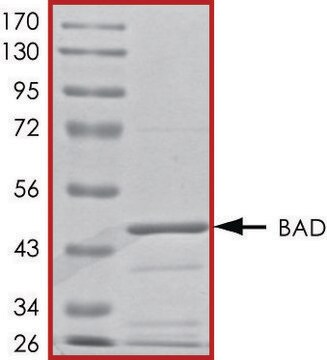 BAD, GST tagged human recombinant, expressed in baculovirus infected Sf9 cells, &#8805;70% (SDS-PAGE), buffered aqueous glycerol solution