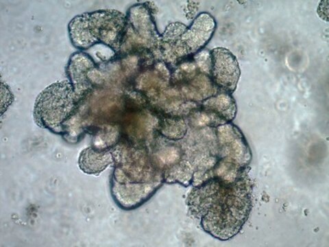 Medio de congelación para organoides 3dGRO&#174; Optimized cryopreservation media for multiple organoids cell types.