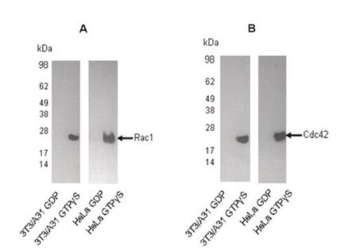 Rac1/Cdc42-Aktivierungsassay-Kit The Rac1/Cdc42 Activation Assay provides an effective method for detecting Rac &amp; Cdc42 activity in cell lysates.