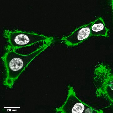 BioTracker&#8482; MemBright 488 Live Cell Dye