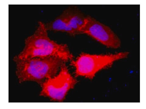 Anti-Myc Tag Antibody, clone 9E10, Alexa Fluor&#8482; 555 conjugate clone 9E10, Upstate&#174;, from mouse