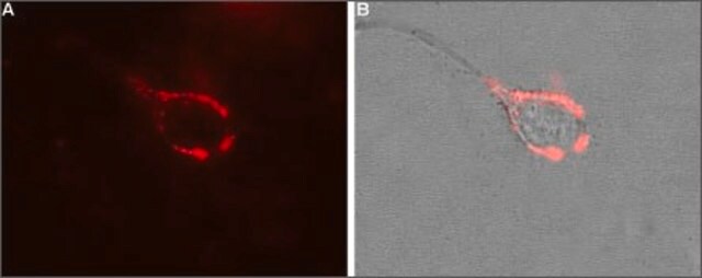 抗カルシウムチャネル(&#945;2/&#948;-1 サブユニット) ウサギ宿主抗体 affinity isolated antibody, lyophilized powder