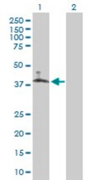 Anti-SLC10A6 antibody produced in mouse purified immunoglobulin, buffered aqueous solution