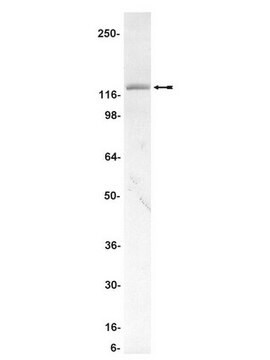 Anti-STAT2 Antibody Upstate&#174;, from rabbit