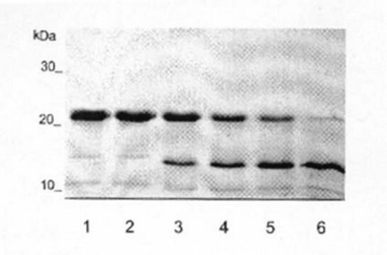 Aggrecan Interglobular Domain, Recombinant, His-tagged