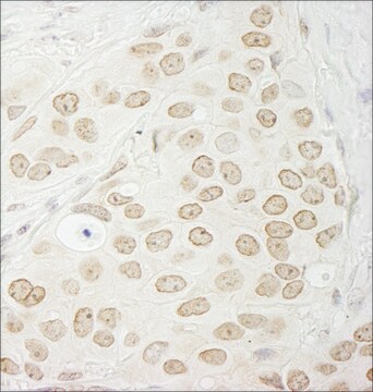 Rabbit anti-PPP1CC Antibody, Affinity Purified Powered by Bethyl Laboratories, Inc.