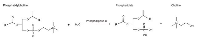 ホスホリパーゼD Arachis hypogaea (ラッカセイ)由来 Type II, lyophilized powder, &#8805;60&#160;units/mg protein