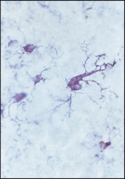 Anti-Ferritin, Human antibody produced in rabbit whole antiserum, liquid