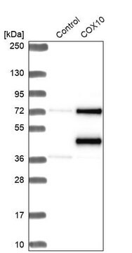 抗COX10抗体 ウサギ宿主抗体 Prestige Antibodies&#174; Powered by Atlas Antibodies, affinity isolated antibody, buffered aqueous glycerol solution