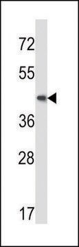 ANTI-MOUSE MAP2K5 (C-TERM) antibody produced in rabbit IgG fraction of antiserum, buffered aqueous solution