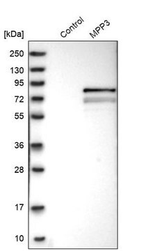 Anti-MPP3 antibody produced in rabbit Prestige Antibodies&#174; Powered by Atlas Antibodies, affinity isolated antibody, buffered aqueous glycerol solution, Ab2